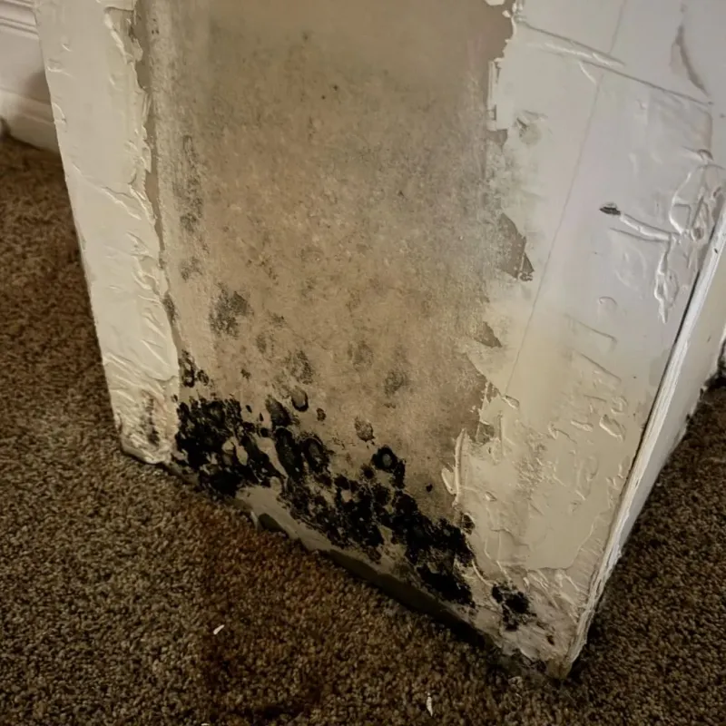 Professional Mold Removal in Houston, AK